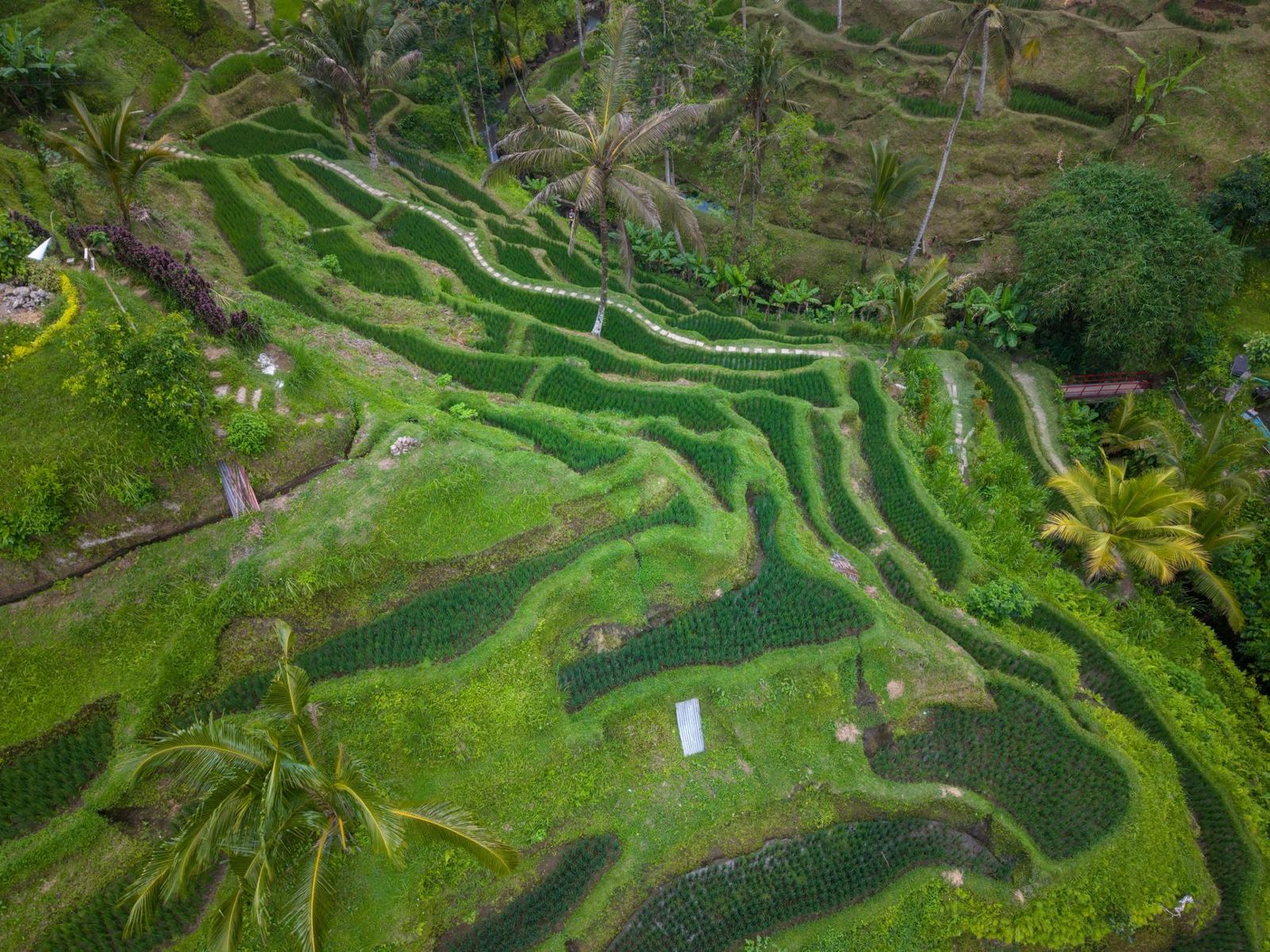 Bali Gezi Rehberi